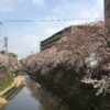 大岡川『桜祭り』