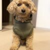 わんにゃんドッグの結果