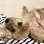 10/27 トリミング