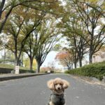 『神奈川県立保土ヶ谷公園』
