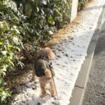 数年ぶりの雪