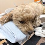 メンテナンスDay