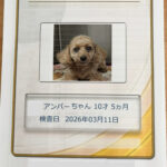 わんにゃんドッグ