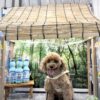南町田グランベリーパーク