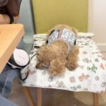 狂犬病ワクチン接種
