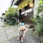 鎌倉市『腰越珈琲』